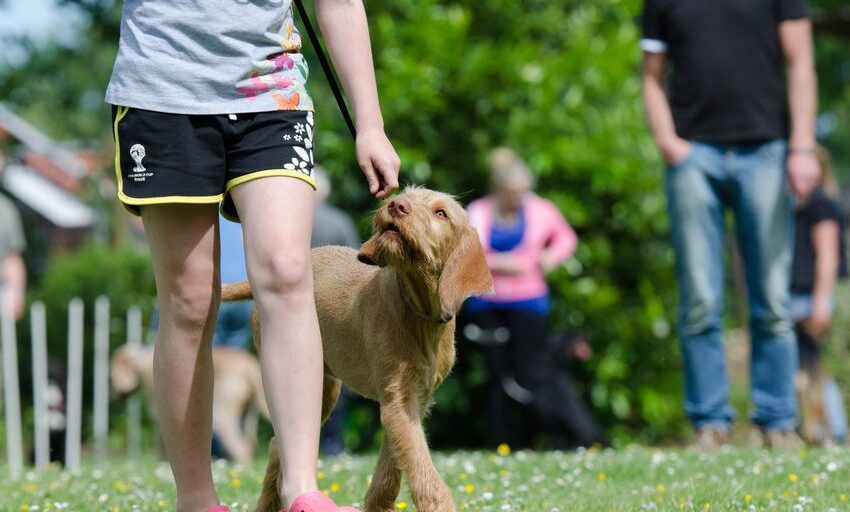  Erziehung und Training von Hunden: Tipps und Techniken