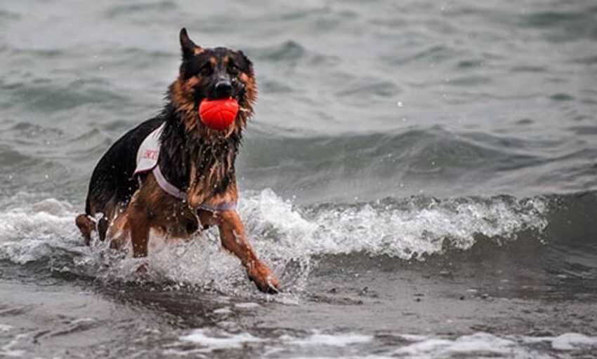  Nützliche Psí Rady für Hundebesitzer