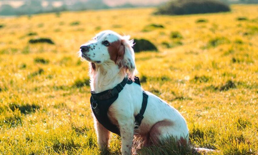  Výchova und Training von Hunden: Ein Leitfaden