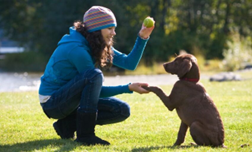  Erziehung und Training von Hunden: Tipps und Techniken