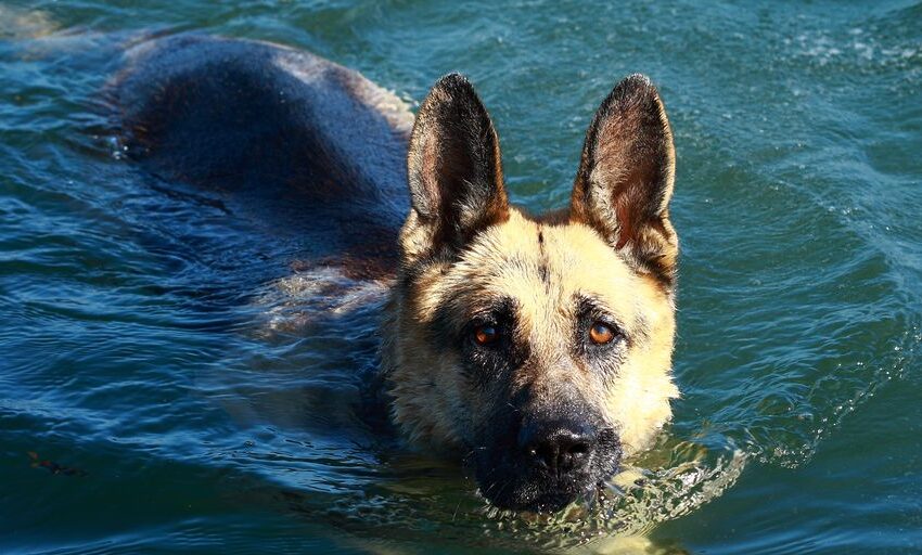  Alles über den Hund: Ein Ratgeber für Hundeliebhaber