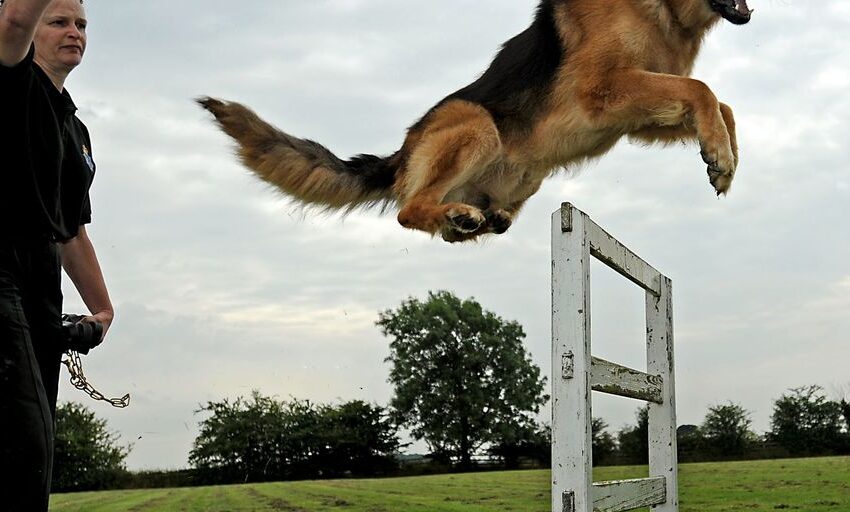  Výchova und Training von Hunden: Ein umfassender Leitfaden